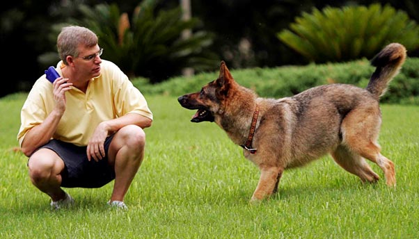 نحوه تربیت سگ نگهبان